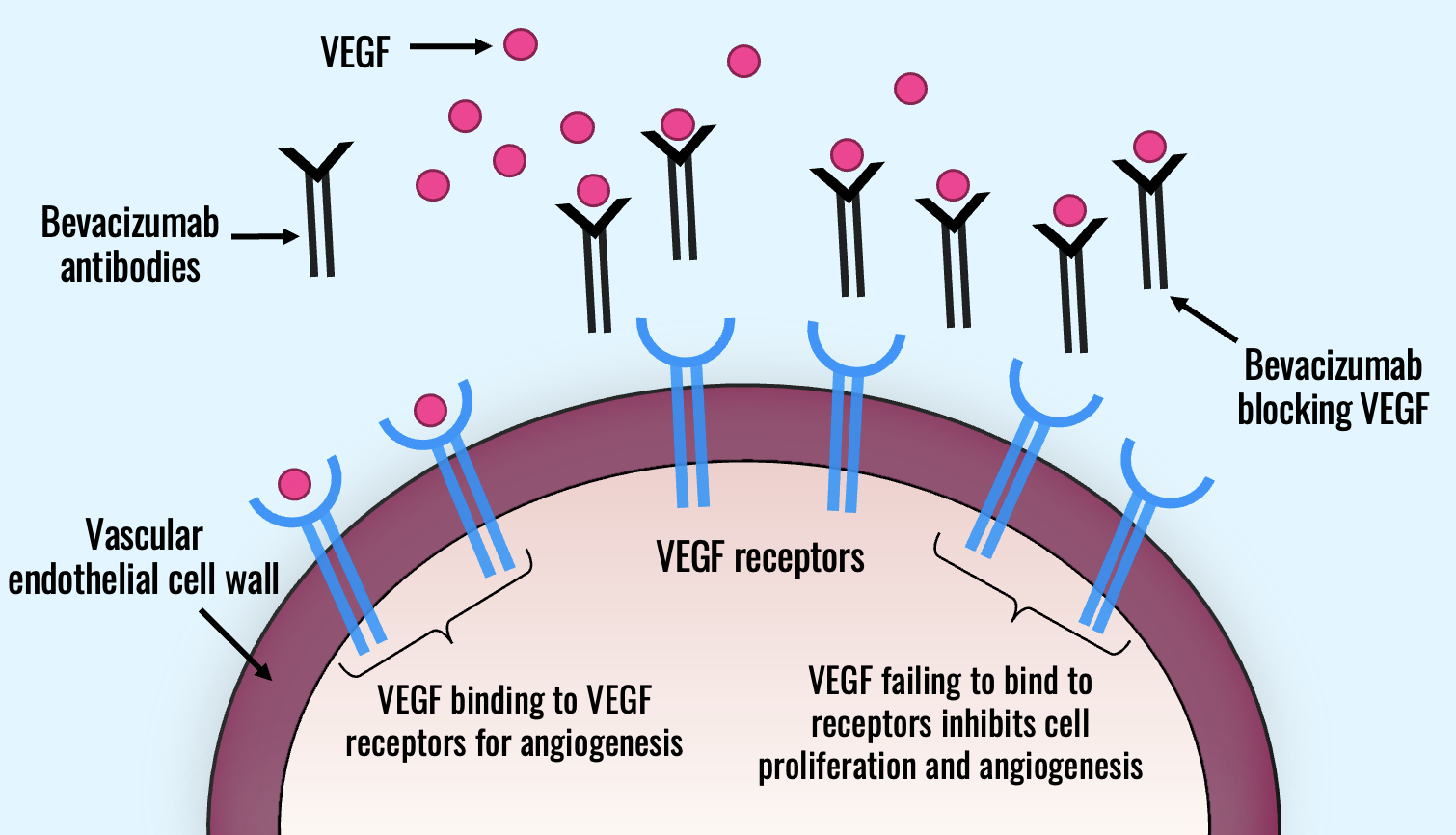 Predicting the effect of Bevacizumab therapy in ovarian cancer from H&E whole slide images using transformer model