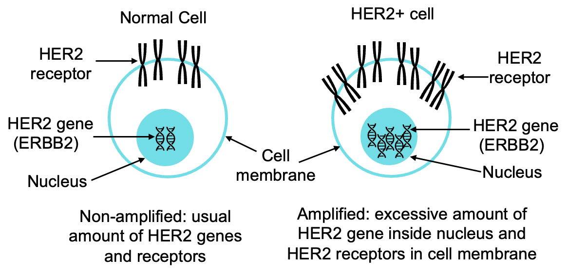 Singular Nuclei Segmentation for Automatic HER2 Quantification Using CISH Whole Slide Images