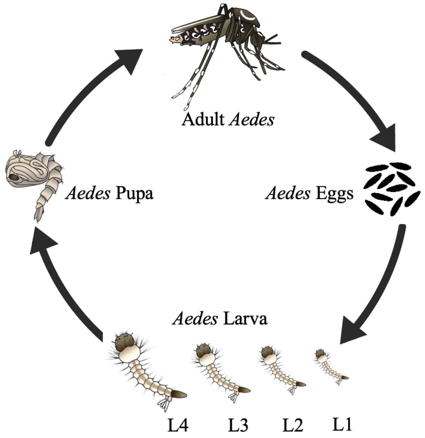 Aedes Larva Detection Using Ensemble Learning to Prevent Dengue Endemic